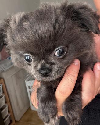 Chihuahua blu