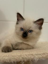 Ragdoll choccolate cucciola