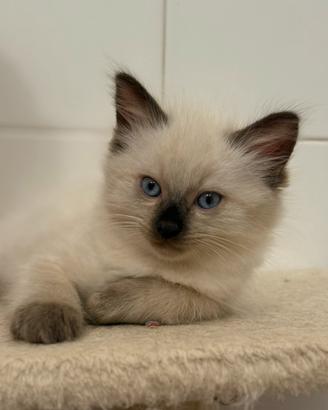 Ragdoll choccolate cucciola