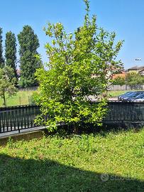 Pianta di Limone