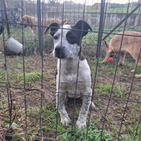 Cuccioli futura taglia piccola-media