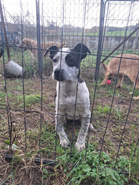 Cuccioli futura taglia piccola-media