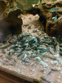 Gamberetti neo caridine blu dreams per acquario