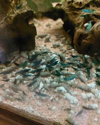 Gamberetti neo caridine blu dreams per acquario