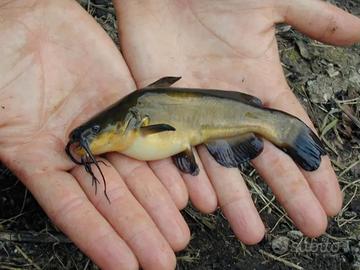 Pesce gatto