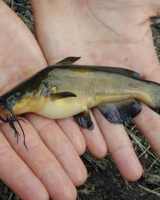 Pesce gatto