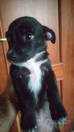 Cuccioli di 2 mesi e mezzo