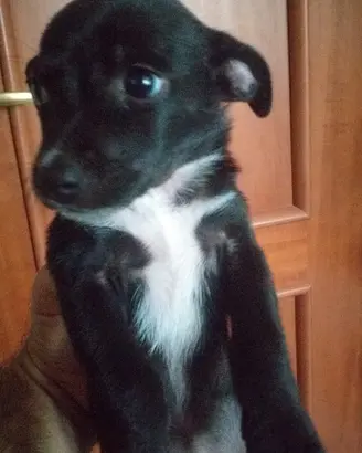 Cuccioli di 2 mesi e mezzo