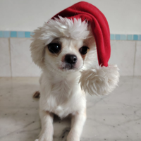 Chihuahua con pedigree