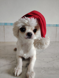 Chihuahua con pedigree