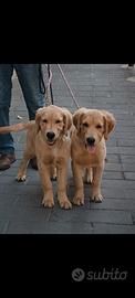 Cucciola di Golden Retriever linea americana