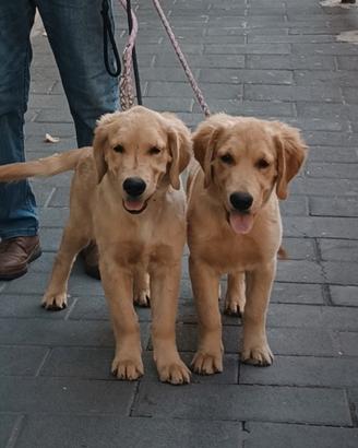 Cucciola di Golden Retriever linea americana