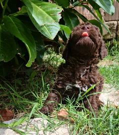 Lagotto romagnolo