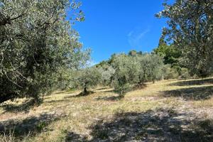 TER. AGRICOLO A ASSISI