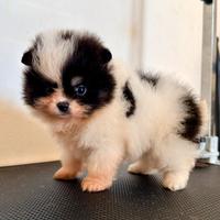 Spitz di Pomerania nana femmina