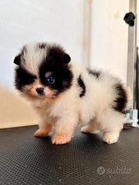 Spitz di Pomerania nana femmina