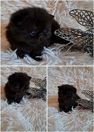 Exotic shorthair