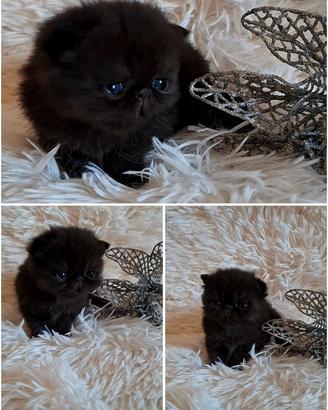 Exotic shorthair
