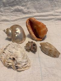 Lotto conchiglie marine da collezione o arredo