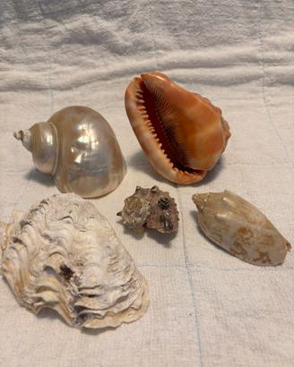 Lotto conchiglie marine da collezione o arredo