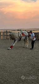 Cavallo