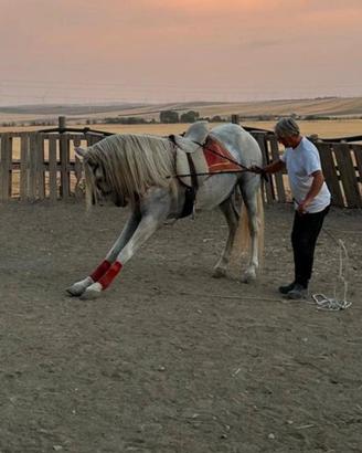 Cavallo