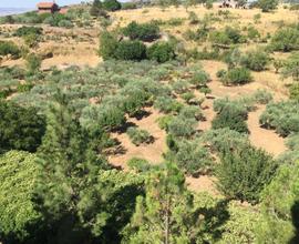 Terreno ad Agira