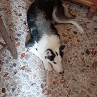 Husky incrociato con lupo