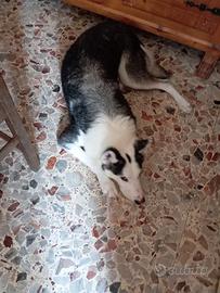 Husky incrociato con lupo