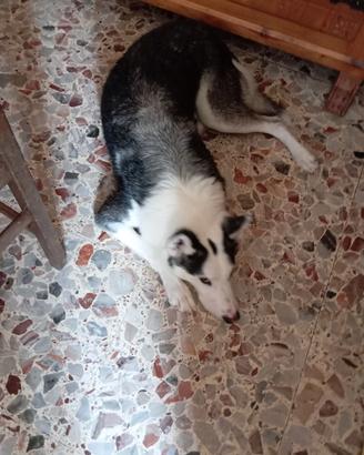 Husky incrociato con lupo