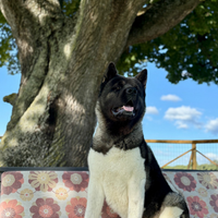 Stallone akita americano alta genealogia pedigree