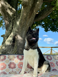 Stallone akita americano alta genealogia pedigree
