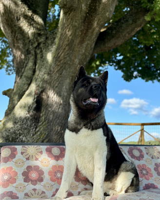 Stallone akita americano alta genealogia pedigree