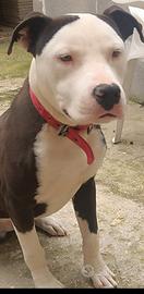 Pit bull