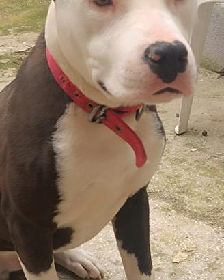 Pit bull