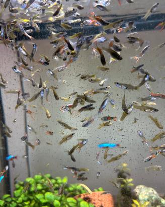 Guppy misti