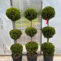 Leylandii 3 palle