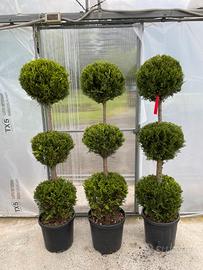Leylandii 3 palle