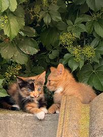 Gattini da adottare