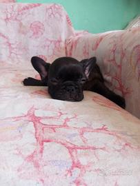 Bulldog francese