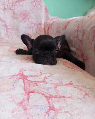 Bulldog francese