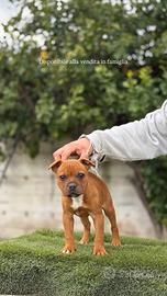 Staffordshire bull terrier