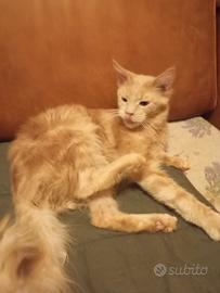 Maine Coon Silver.Cream Pedigree