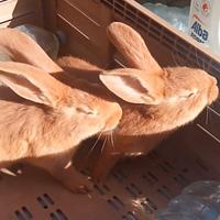 Ultima coppia Conigli Fulvi Di Borgogna