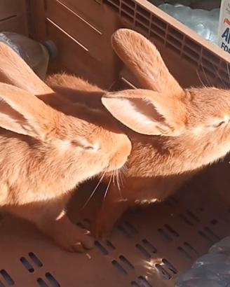 Ultimo Maschio Conigli Fulvo Di Borgogna