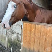 Cavallo