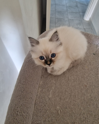 Cuccioli Sacro di Birmania