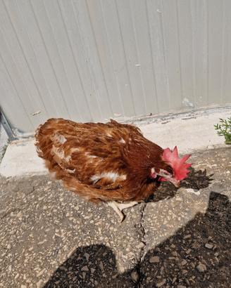 galline ovaiole 