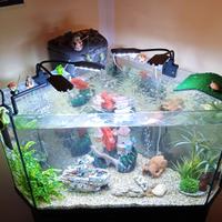 Acquario angolare full optional