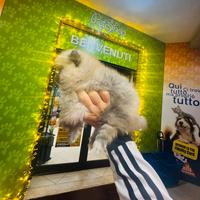 Spitz di Pomerania TOY